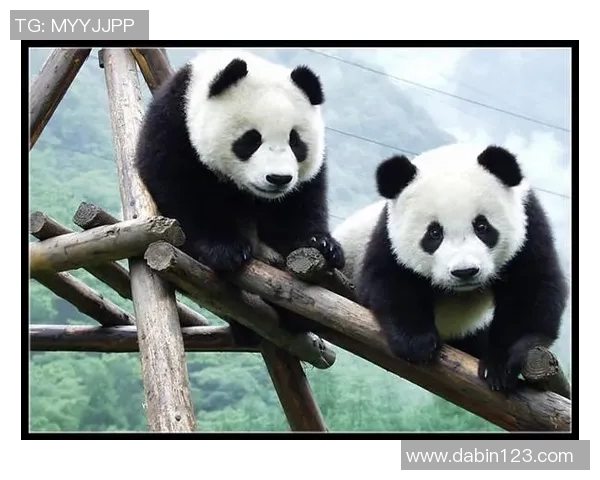 430熊猫比赛-430熊猫比赛